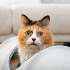 Tunnel Pieghevole per Animali Domestici InnovaGoods